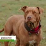 Pitbull Lepas dari Ikatan, Serang Anak 9 Tahun di Arjasari Bandung
