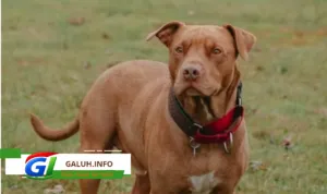 Pitbull Lepas dari Ikatan, Serang Anak 9 Tahun di Arjasari Bandung