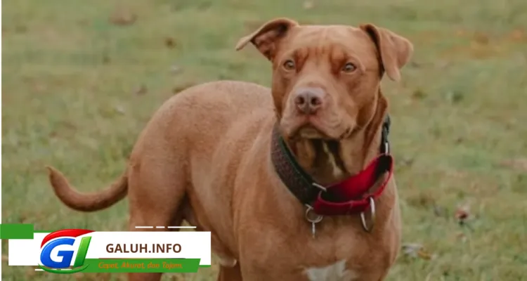 Pitbull Lepas dari Ikatan, Serang Anak 9 Tahun di Arjasari Bandung
