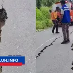 gempa n tt jalan trans flores terancam putus korban bertambah