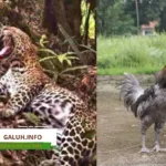Mengenal ikon fauna Ciamis, mulai dari macan tutul Jawa Gunung Sawal