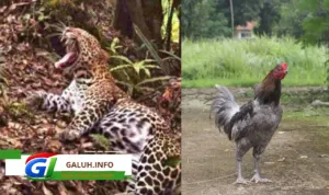 Mengenal ikon fauna Ciamis, mulai dari macan tutul Jawa Gunung Sawal) Mengenal ikon fauna Ciamis, mulai dari macan tutul Jawa Gunung Sawal