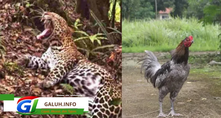 Mengenal ikon fauna Ciamis, mulai dari macan tutul Jawa Gunung Sawal