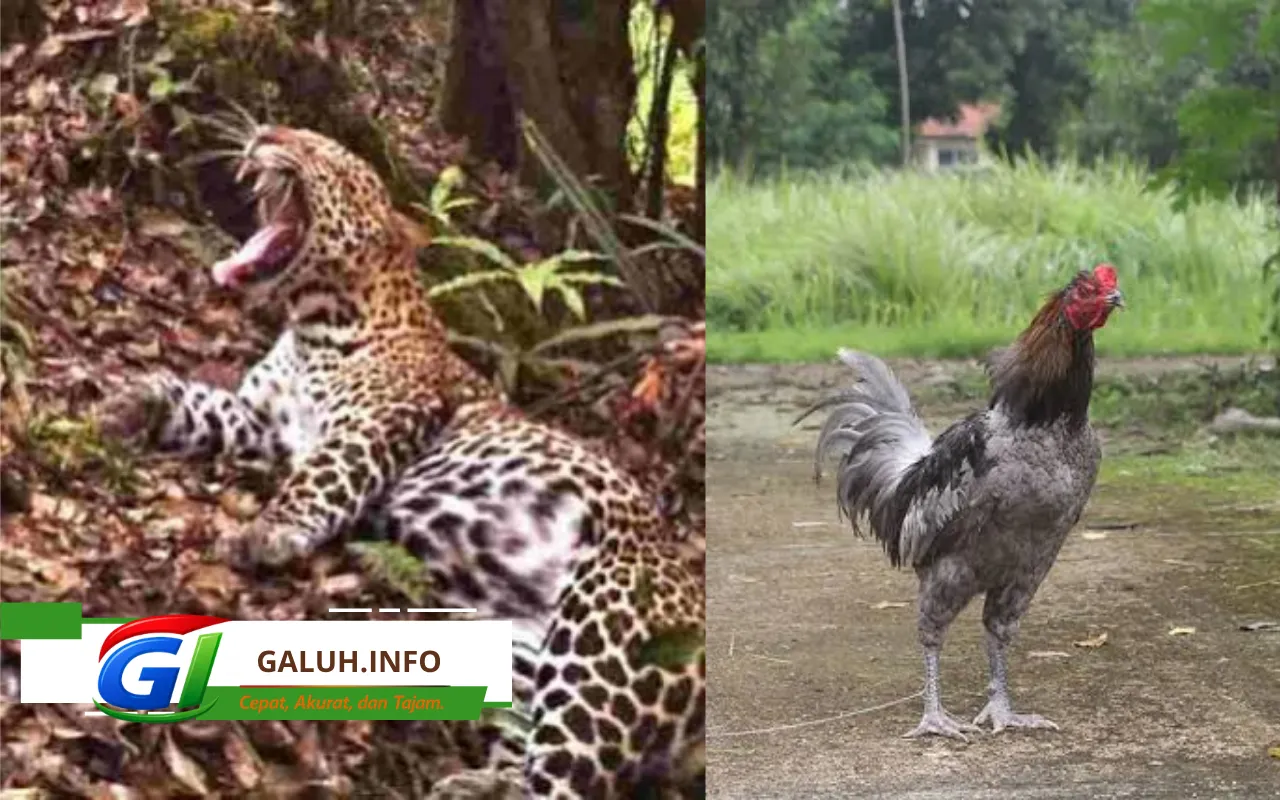 Mengenal ikon fauna Ciamis, mulai dari macan tutul Jawa Gunung Sawal
