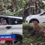 viral pengunjung taman safari bogor buka kaca mobil area harimau