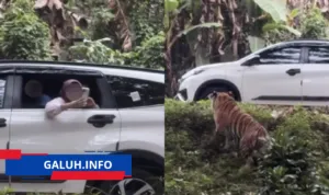 viral pengunjung taman safari bogor buka kaca mobil area harimau viral pengunjung taman safari bogor buka kaca mobil area harimau