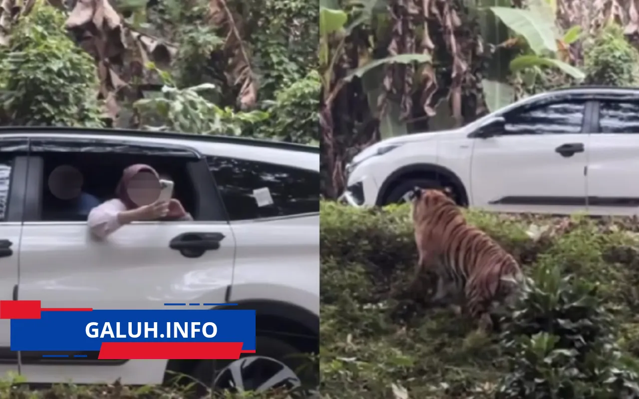 viral pengunjung taman safari bogor buka kaca mobil area harimau