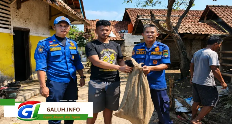 Seekor monyet ekor panjang yang awalnya menjadi hewan peliharaan berubah ganas
