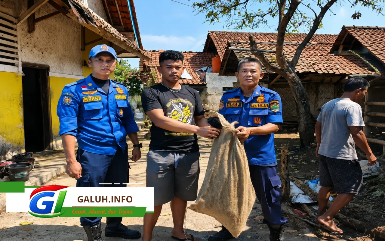 Seekor monyet ekor panjang yang awalnya menjadi hewan peliharaan berubah ganas