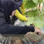 Wisata Petik Melon di Padaherang Pangandaran Diserbu Warga, Terjual Lebih dari 2 Ton