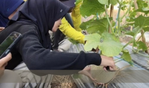 Wisata Petik Melon di Padaherang Pangandaran Diserbu Warga, Terjual Lebih dari 2 Ton Wisata Petik Melon di Padaherang Pangandaran Diserbu Warga, Terjual Lebih dari 2 Ton