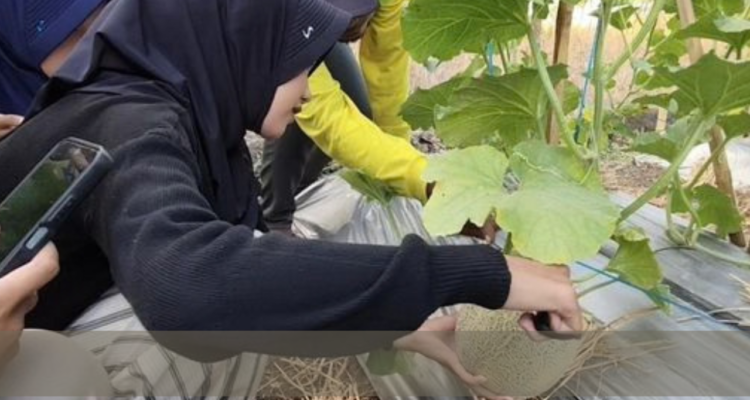 Wisata Petik Melon di Padaherang Pangandaran Diserbu Warga, Terjual Lebih dari 2 Ton