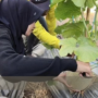 Wisata Petik Melon di Padaherang Pangandaran Diserbu Warga, Terjual Lebih dari 2 Ton