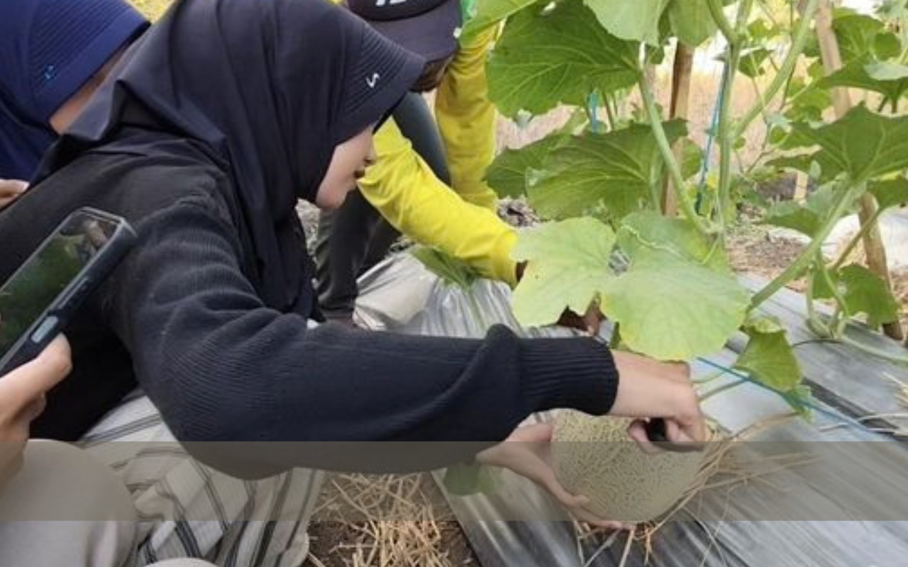 Wisata Petik Melon di Padaherang Pangandaran Diserbu Warga, Terjual Lebih dari 2 Ton