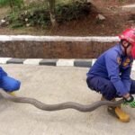 King Kobra 3 Meter Masuk Pos Jaga UPTD Sapi Potong Cijeungjing, Damkar Ciamis Turun Tangan