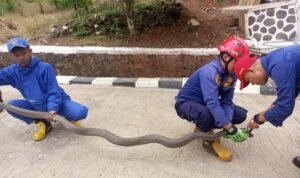 King Kobra 3 Meter Masuk Pos Jaga UPTD Sapi Potong Cijeungjing, Damkar Ciamis Turun Tangan