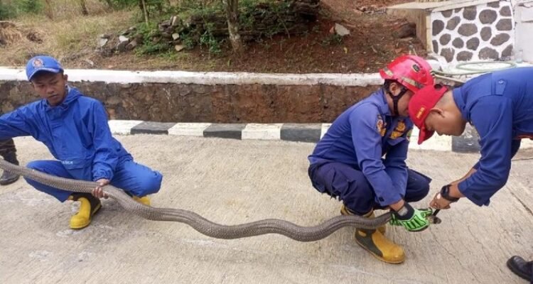 King Kobra 3 Meter Masuk Pos Jaga UPTD Sapi Potong Cijeungjing, Damkar Ciamis Turun Tangan