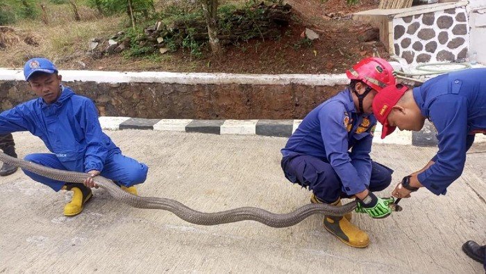 King Kobra 3 Meter Masuk Pos Jaga UPTD Sapi Potong Cijeungjing, Damkar Ciamis Turun Tangan King Kobra 3 Meter Masuk Pos Jaga UPTD Sapi Potong Cijeungjing, Damkar Ciamis Turun Tangan